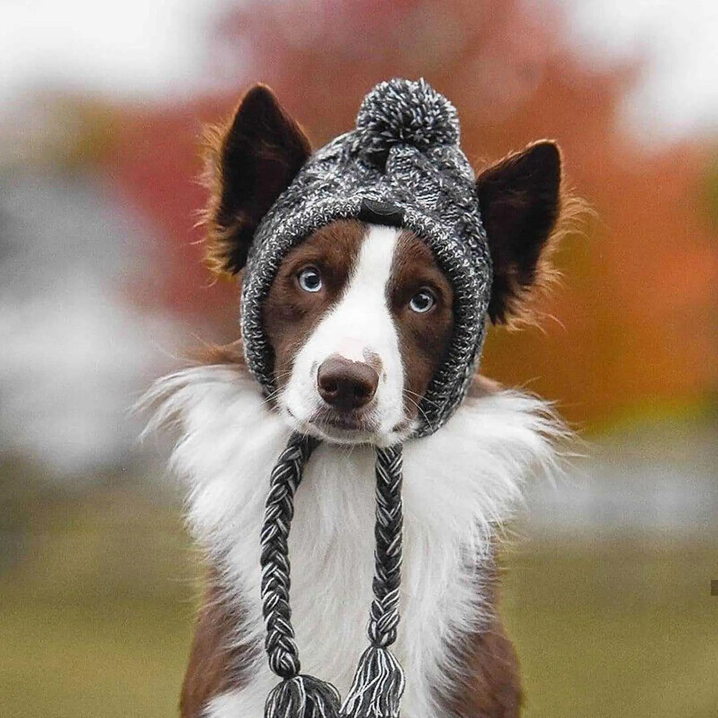 Dog Knitted Winter Hat