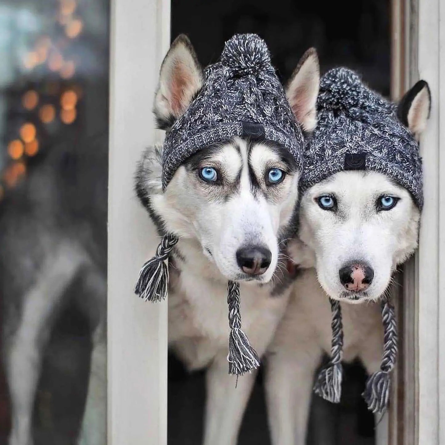 Dog Knitted Winter Hat